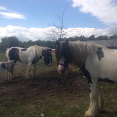 Irish Cob Chevy apache