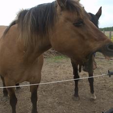 Anden særlig race Tøsen<3