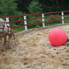 Welsh Partbred (Sec F) Stald Amour´s Commodore