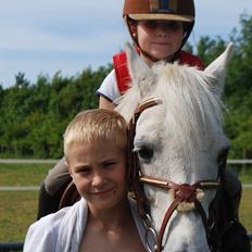 Welsh Pony (sec B) Respa ( Clements Caligula )