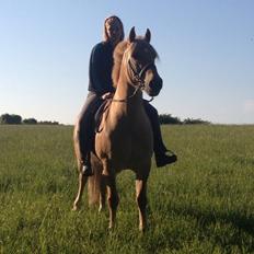 Anden særlig race Nellebjerggård's Gandalf