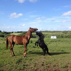 Shetlænder Chantall