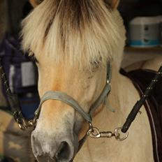 Fjordhest Egebæks Kasio.