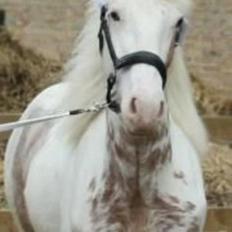 Irish Cob Harmonys Golden Roy