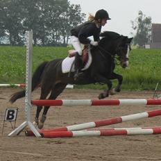 Welsh Pony (sec B) Lyngvejens Malu