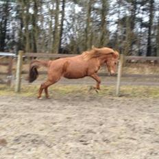 Anden særlig race Molly (SOLGT) <3