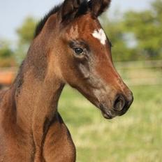 Holstener Can it be better AX