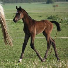 Holstener Can it be better AX