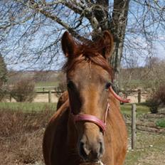 Anden særlig race Fame<33 den smukke