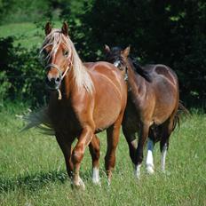 Welsh Cob (sec D) Brynithon Royal Commander