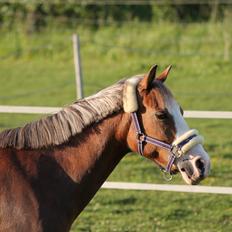 Tysk Sportspony Fee 768