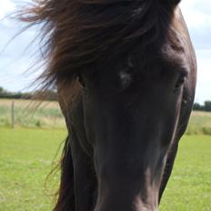 Islænder Nebbi vinkærgård