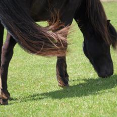 Islænder Nebbi vinkærgård
