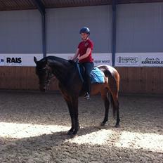 Dansk Varmblod Zaino