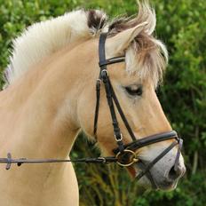 Fjordhest Balder! <3