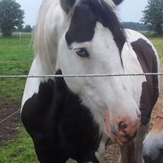 Irish Cob Willie McLeod