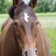 Anden særlig race Wilma