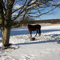 Dansk Varmblod Zamantha Engel RDH