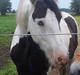 Irish Cob Willie McLeod