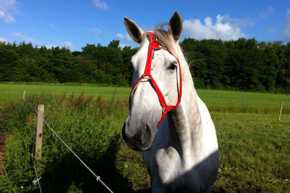 Trakehner Ingeborg Firfod billede 4