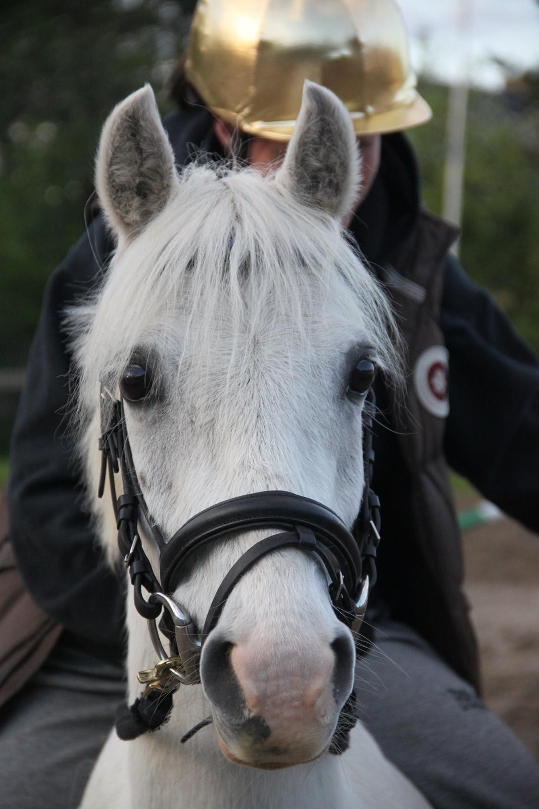 Anden særlig race Blida billede 1
