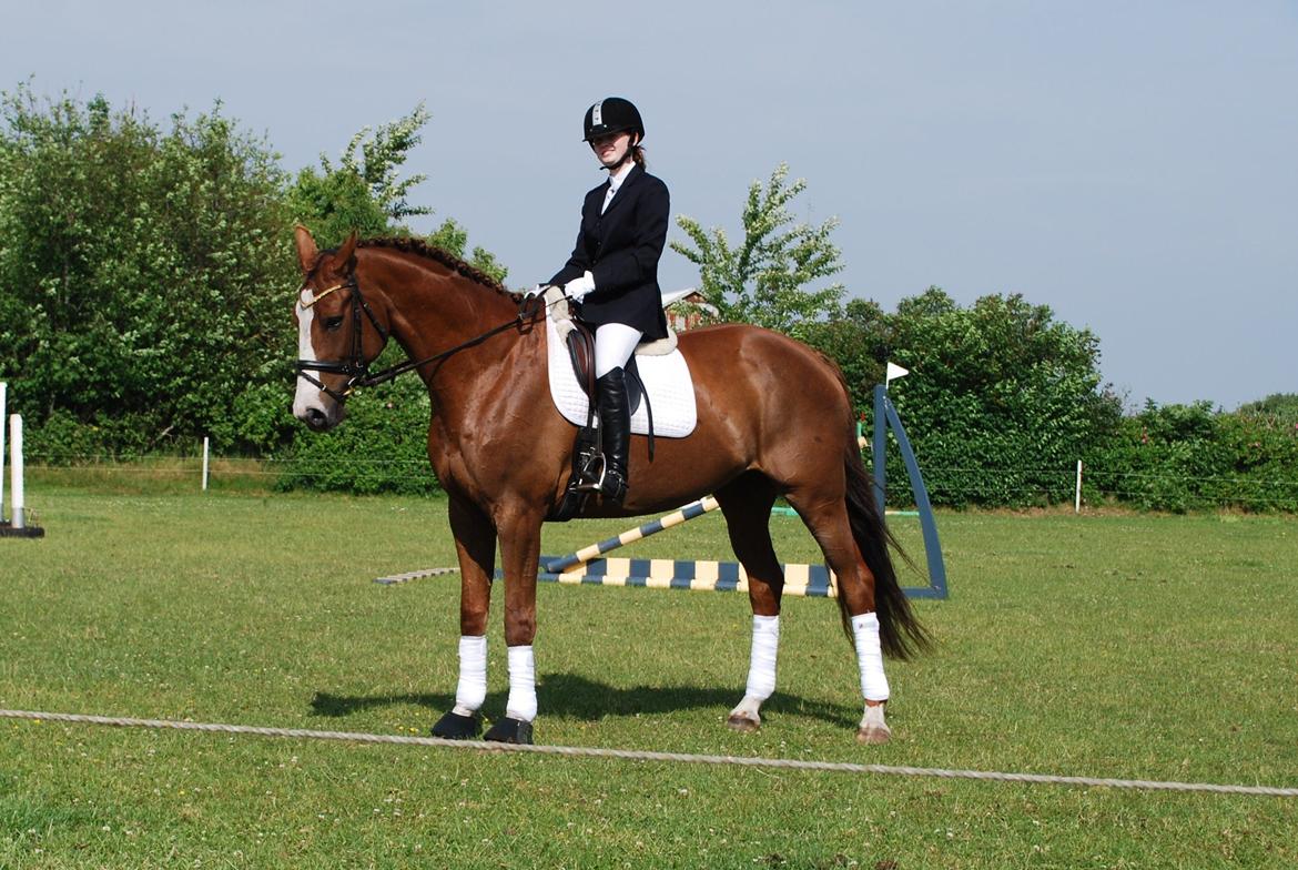 Holstener Ideal billede 15