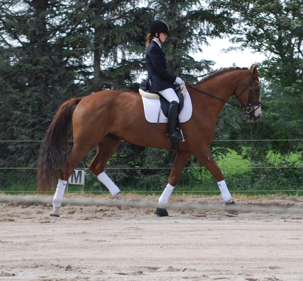 Holstener Ideal billede 16