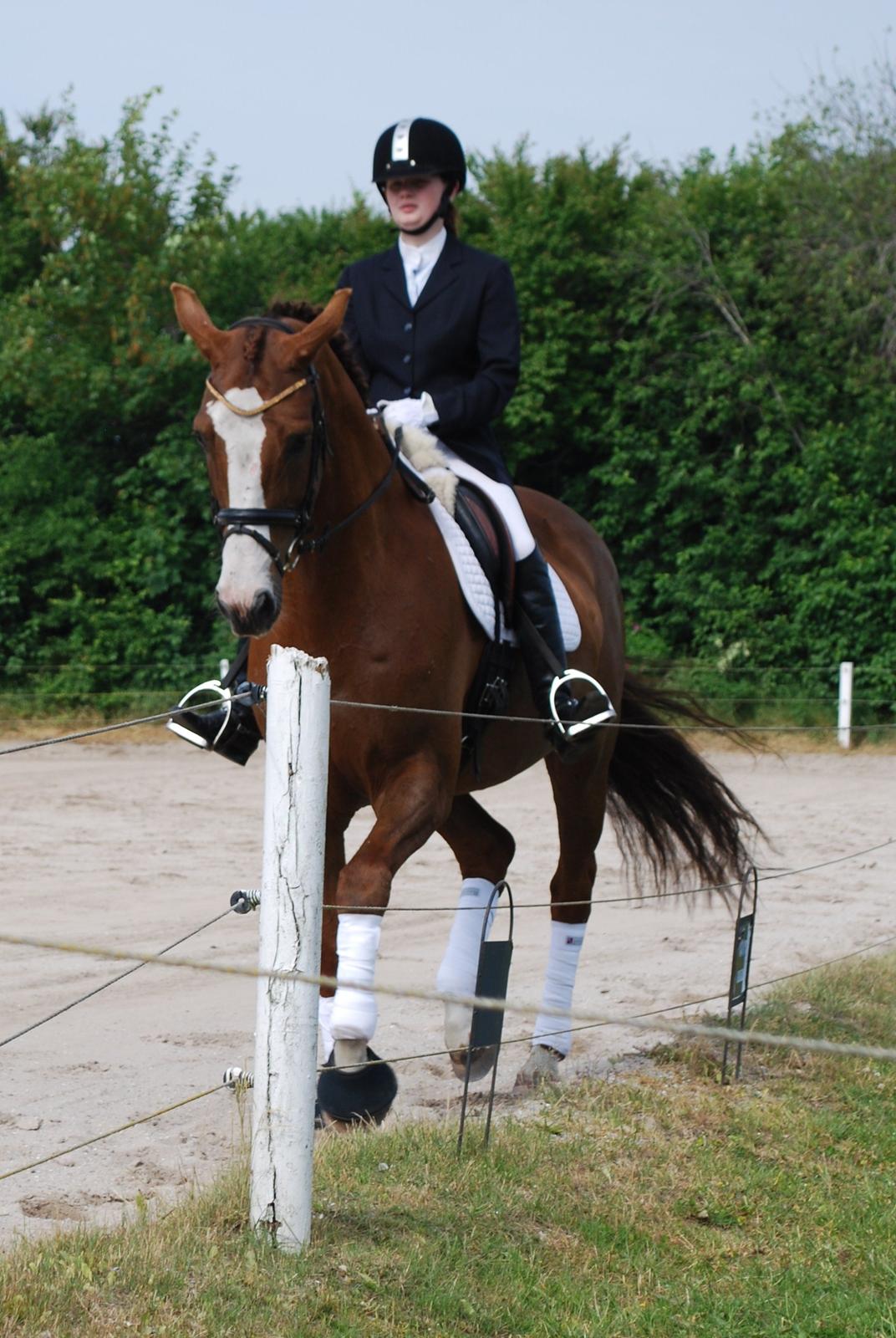 Holstener Ideal billede 1