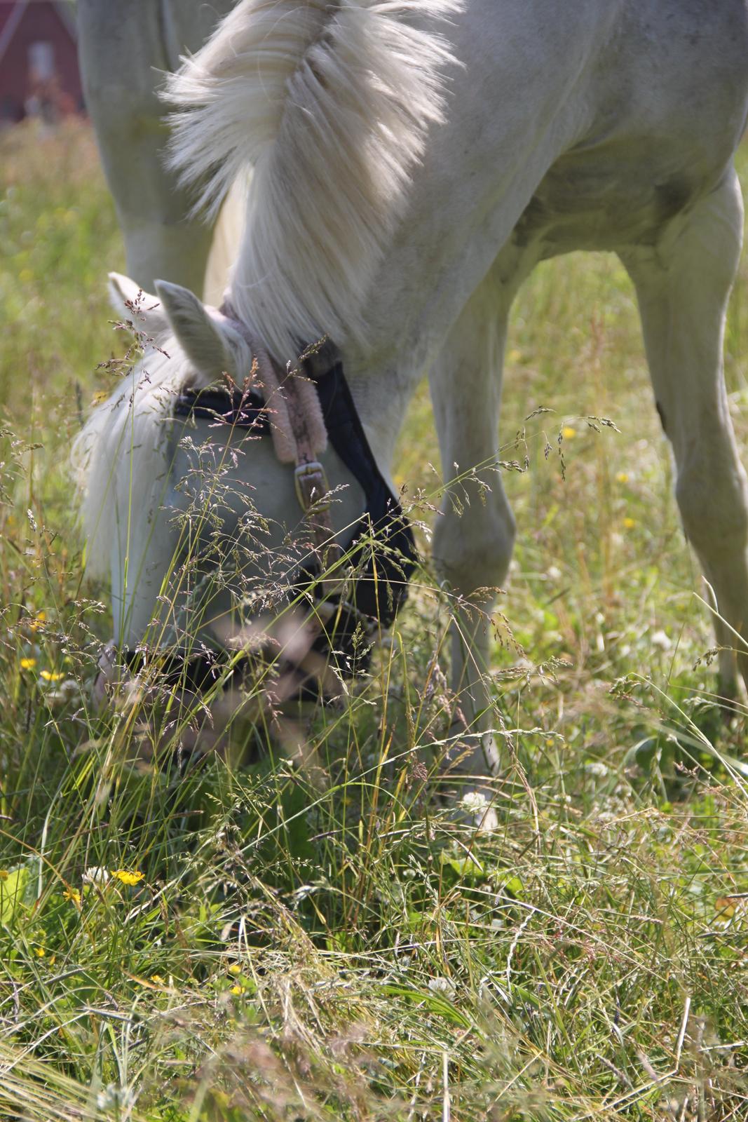 Anden særlig race Blida billede 7