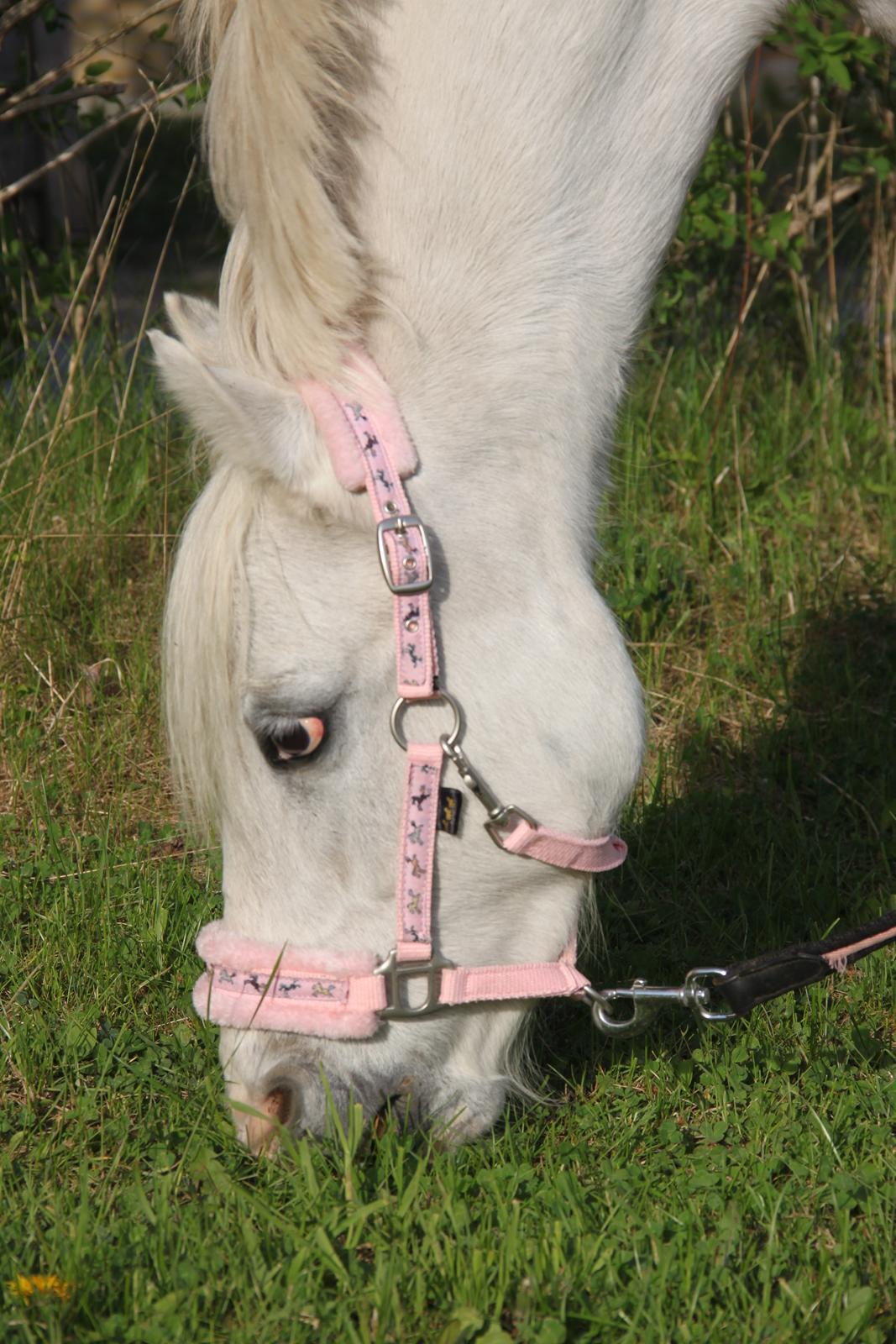 Anden særlig race Blida billede 8