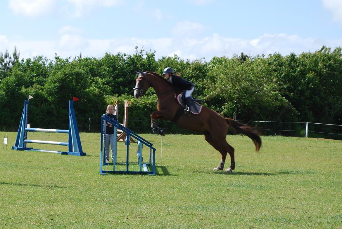 Holstener Ideal billede 19