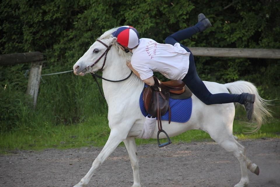 Anden særlig race Blida billede 9