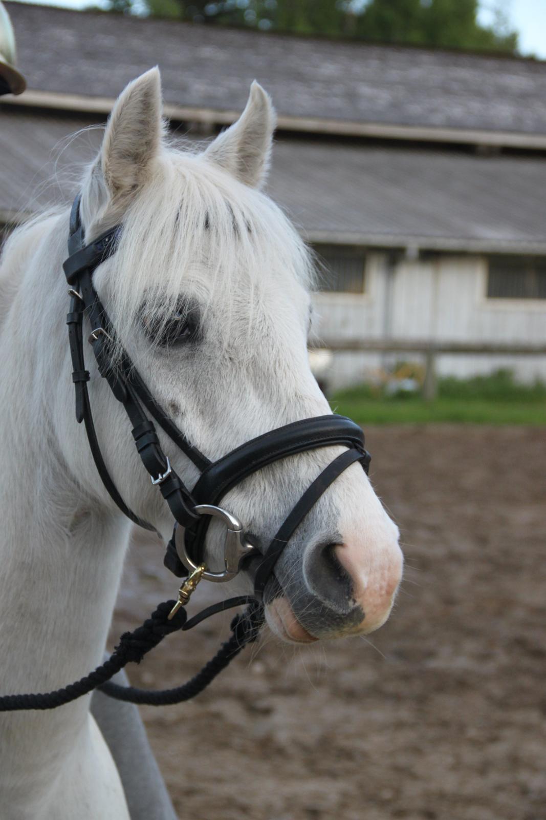 Anden særlig race Blida billede 10