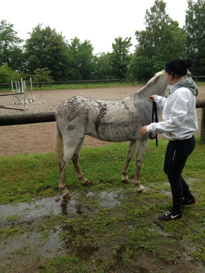 Anden særlig race Blida billede 11