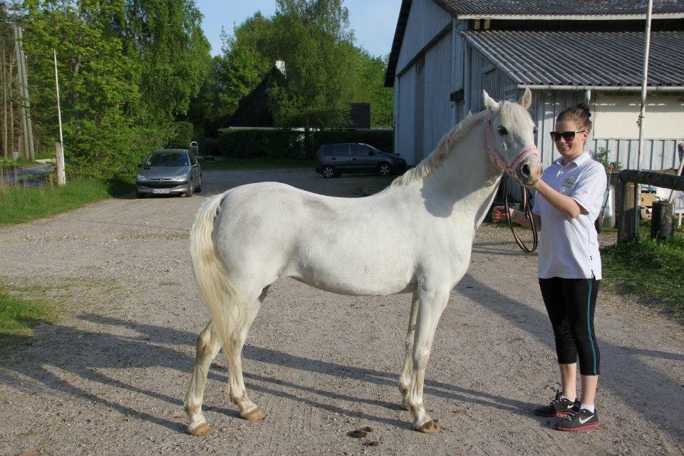 Anden særlig race Blida billede 12