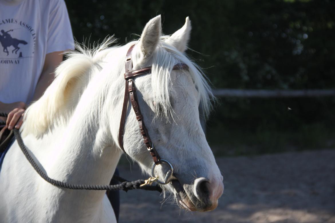 Anden særlig race Blida billede 14