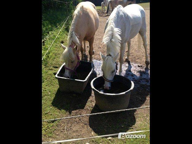 Anden særlig race Blida billede 15