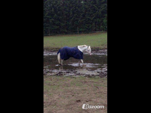 Anden særlig race Blida billede 16