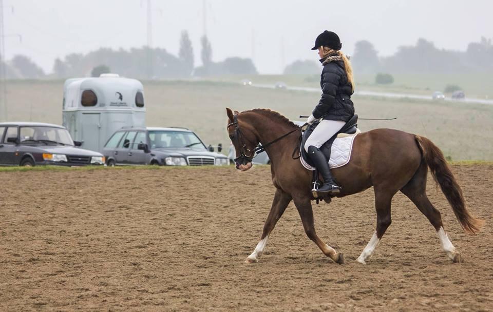 New Forest Tosca  - Min elskede hyp! :')<3 billede 11