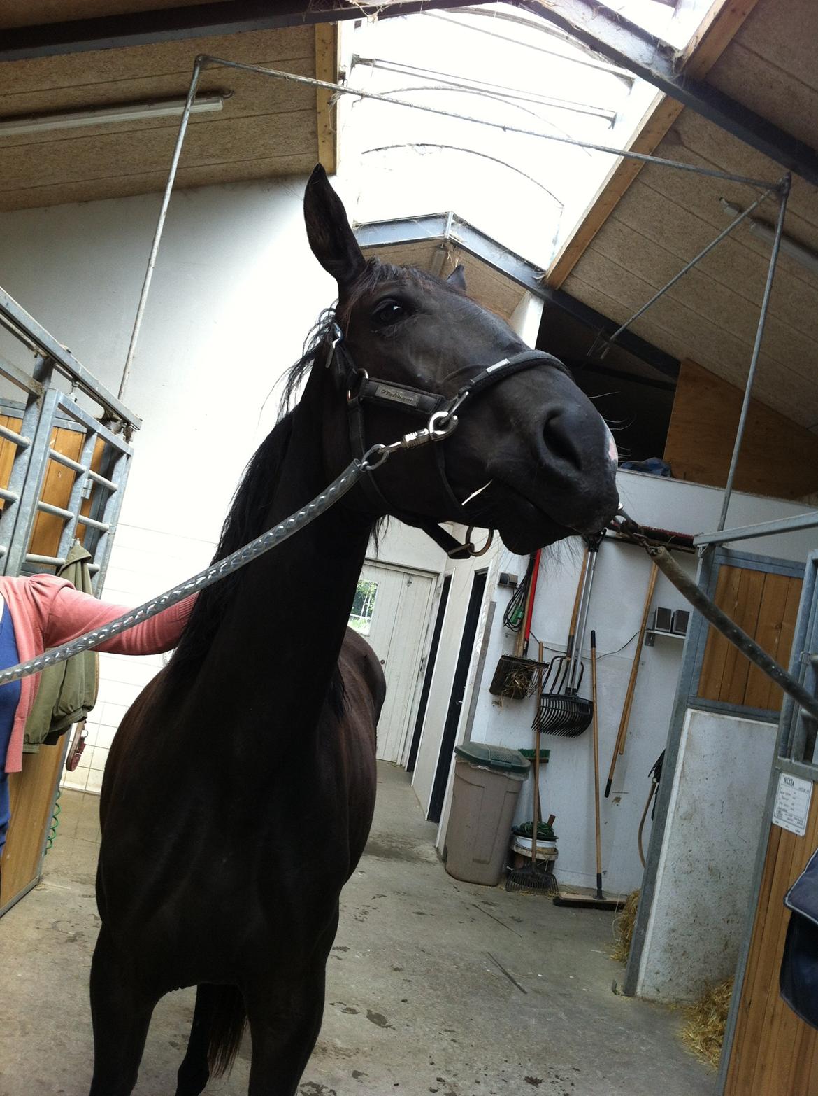 Dansk Varmblod Alphabeat - 30/6 -13 billede 25