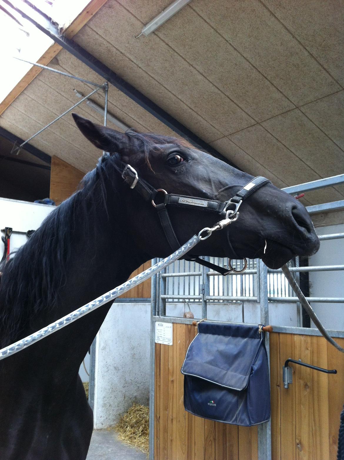 Dansk Varmblod Alphabeat - Trut-mule .. :-) d. 30/6 -13 billede 39