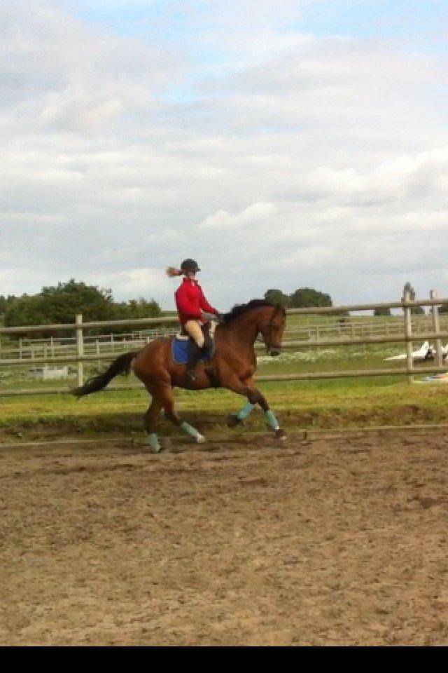 Dansk Varmblod Baunehøjens Florida - Florida træning den 30/6 Hun har virkelig rykket sig! billede 9