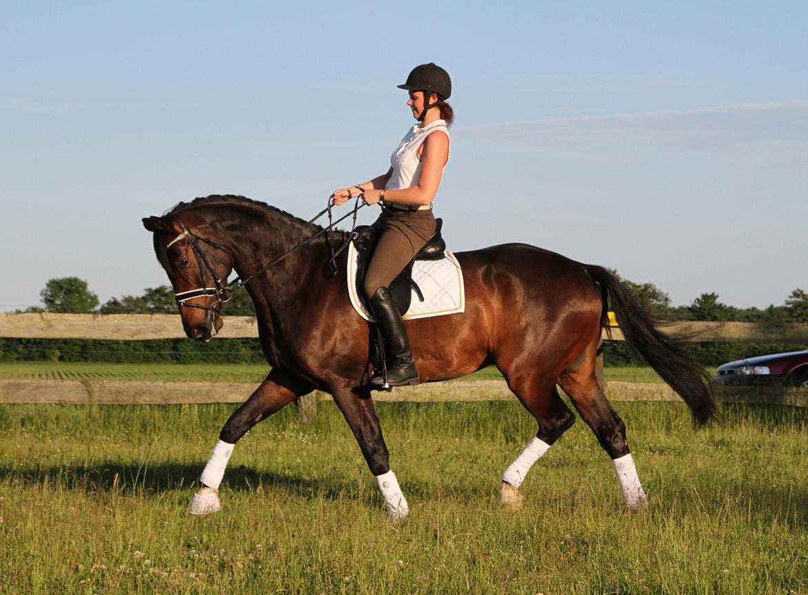 Dansk Varmblod Skovlundegårds Skydancer - Juni 2013:)
Foto: Helle Nymann. billede 8