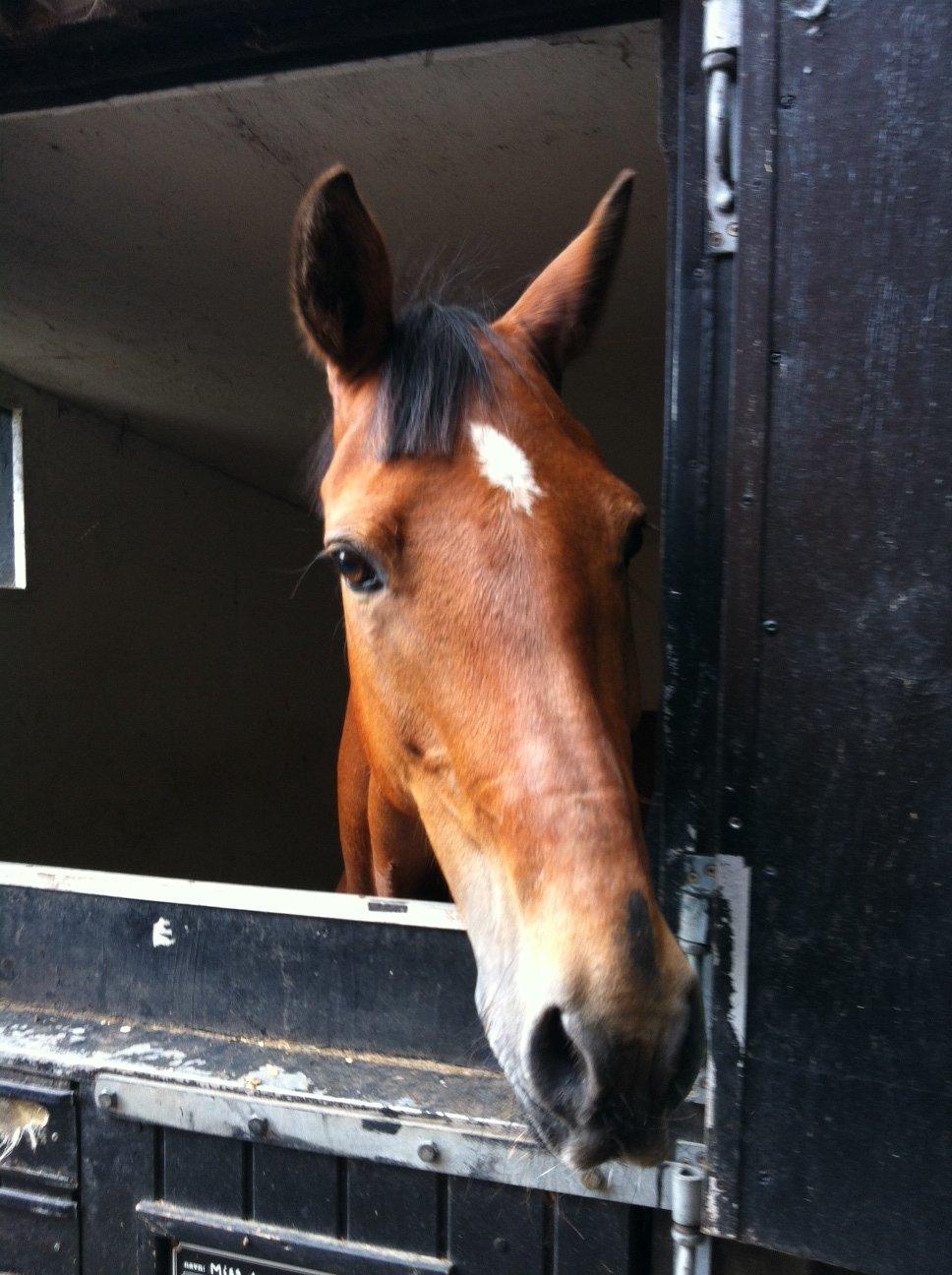 Irsk Sportspony Miss Acrobat (Smiley) <3 - Ude ved gamle ejer Ida <3 billede 19