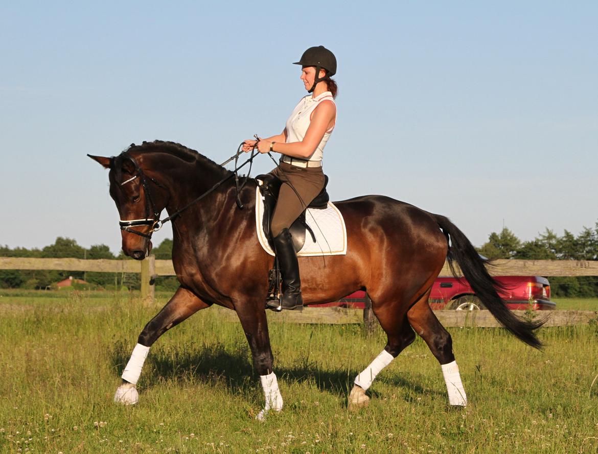 Dansk Varmblod Skovlundegårds Skydancer - Juni 2013:)
Foto: Helle Nymann. billede 6