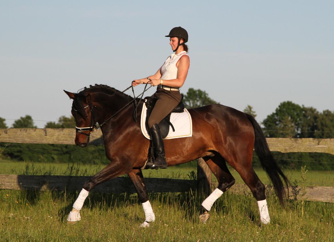 Dansk Varmblod Skovlundegårds Skydancer - Juni 2013:)
Foto: Helle Nymann. billede 9