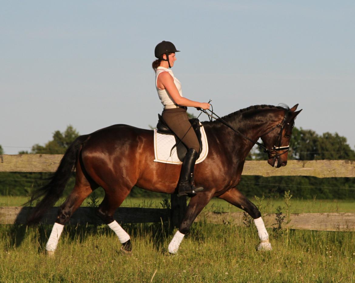 Dansk Varmblod Skovlundegårds Skydancer - Juni 2013:)
Foto: Helle Nymann. billede 7