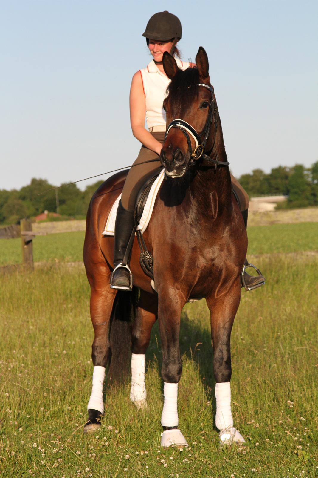 Dansk Varmblod Skovlundegårds Skydancer - Juni 2013:)
Foto: Helle Nymann. billede 10