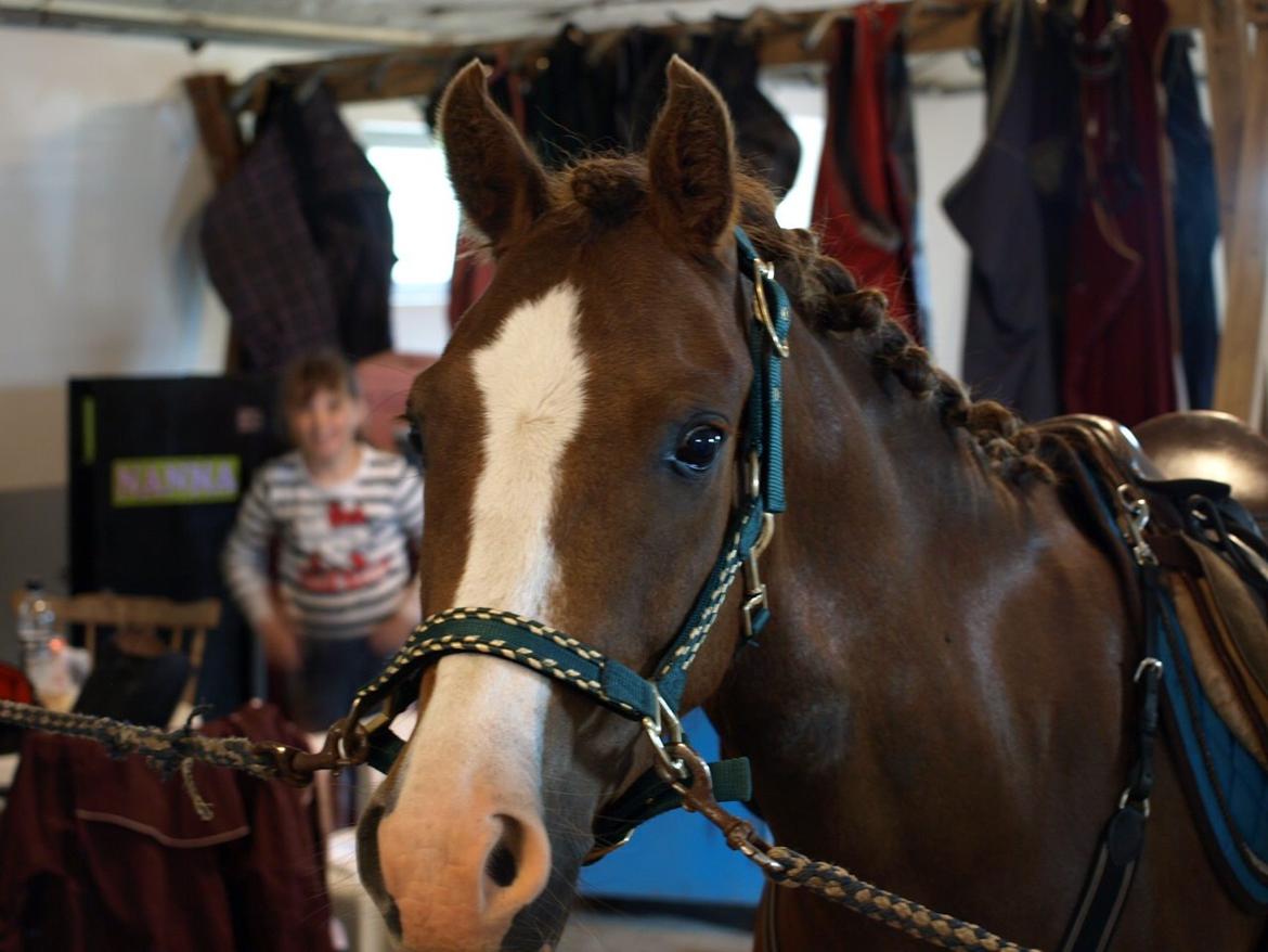 Anden særlig race Zivas [Tidl. lånepony] billede 10