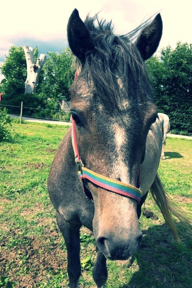 Anden særlig race Midnight Safari billede 6